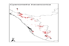 Cynometra travancorica